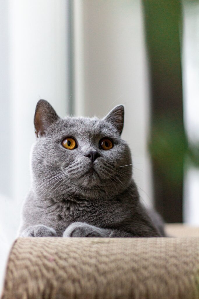 British Shorthair cat breeds