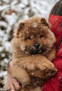 Chow Chow is one of the Curious Pupper types of dog breeds