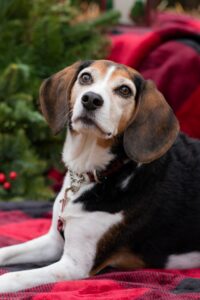 The beagle is one of the Social Butterfly types of dog breeds